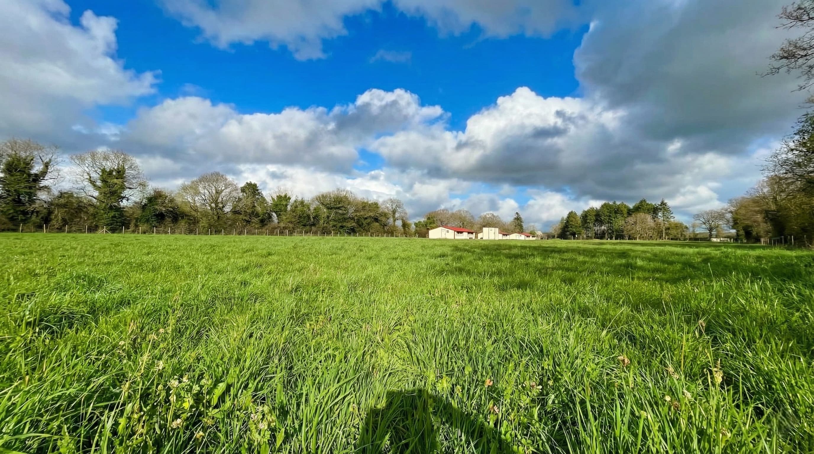 Prairie bretonne verdoyante